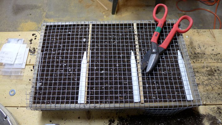 When finished the seedling flat is covered with hardware mesh. The mesh must be bent at the sides and corners to insure that rodents can't squeeze in. ANDREW MESSINGER