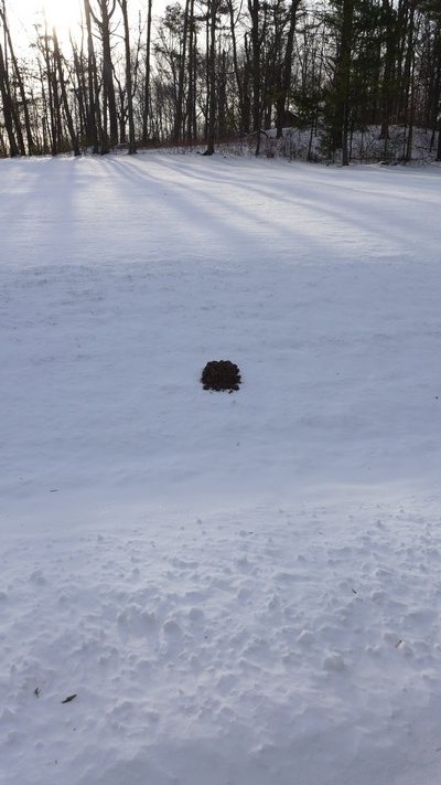 The 1-foot diameter soil "eruption" (center) is from moles who remained active because the snow insulated the soil and kept it from freezing. In unfrozen soil moles will continue to search for insect meals. ANDREW MESSINGER