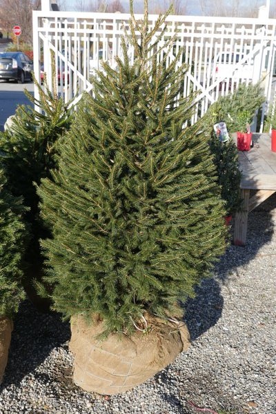 This live balled and burlapped Christmas tree was about $100. When planted after the holidays it will last for generations. ANDREW MESSINGER