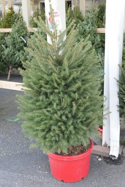 A little easier to handle than a B&B tree, this potted Christmas tree was about $100 and it too will be around for years and years as a living memory of Christmas 2015. ANDREW MESSINGER