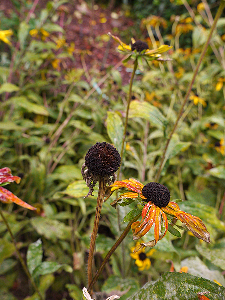 Rudbeckia seed head ready for harvest.  ANDREW MESSINGER