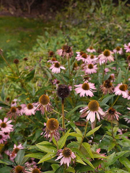 P1010570.JPG	The purple coneflower in the center is ready for seed collection.   ANDREW MESSINGER