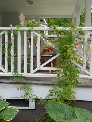 Adlumia began climbing from the bottom at the foundation wall then adventured up in two spots to climb through as well as over the porch railing. ANDREW MESSINGER