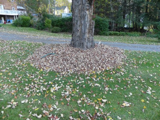 Leaves of a maple tree ‘banked’ at the tree base. These leaves will stay in place for weeks until the gardens freeze and then they can be applied as a winter mulch. ANDREW MESSINGER
