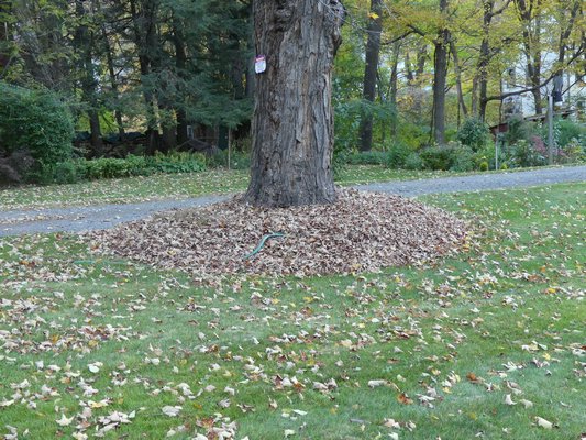 Leaves can be banked for later use. These leaves at the base of a maple tree will be used in November to mulch landscape beds on the property. Since no grass grows at the base of the tree this "banking" is benign even if the leaves remain into the winter. ANDREW MESSINGER