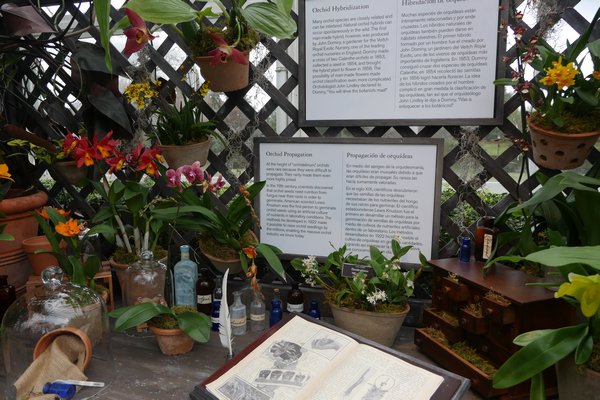 This display at the orchid show depicts the methods that have been used over time to hybridize many of the orchids that are now on display. ANDREW MESSINGER