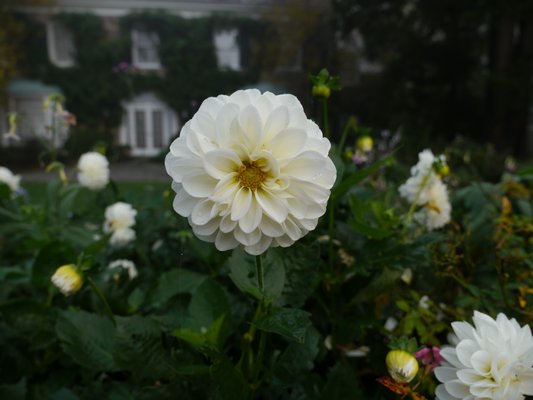This pompon dahlia had the lateral buds pinched when the stem was young, resulting in a single, larger flower.  ANDREW MESSINGER By ANDREW MESSINGER