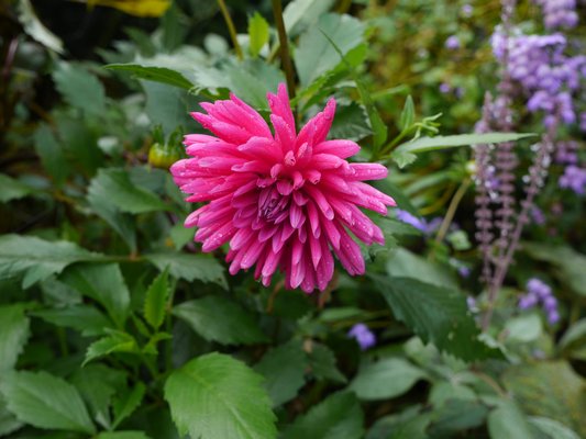 A cactus dahlia has long tubular petals.  ANDREW MESSINGER By ANDREW MESSINGER