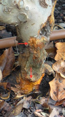 The trunk of an espaliered apple tree is stripped of its bark in two spots (red arrows). Covered with burlap during the winter a good plant detective knows this damage was done by feeding voles that went unseen under the burlap protection.    ANDREW MESSINGER