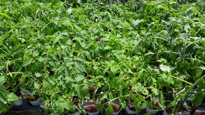 Tomato plants come in cells as small at one inch to pots ranging from four inches up to several gallons. When bought early in the season bigger does not equate to better. There are over 2,000 varieties though most garden centers only carry a few dozen types at most.     ANDREW MESSINGER