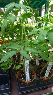 According to the label on this tomato plant it is an heirloom named Cosmonaut Volkov. It’s listed as being organically grown, it’s in a choir pot but a true heirloom should date back to earlier than 1940. The term word cosmonaut had not yet been invented then.       ANDREW MESSINGER