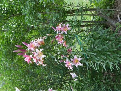 In order to have lilies, like this 6-foot-tall Space Mountain, blooming in next year's garden you have to order the bulbs now for October delivery and planting. Lilies like these sell out quickly. ANDREW MESSINGER