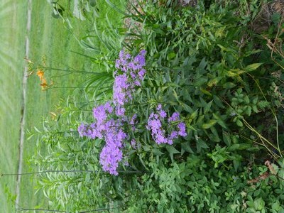 Spider mites caused the yellow foliage on the lower portion of this garden phlox. However, two applications of the organic pesticide Spinosad seems to have banished the mites. ANDREW MESSINGER