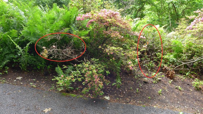 After a mild winter but several years of drought azaleas begin to die back with some portions doing fine while others appear dead? Who or what’s the culprit and how do you find out?     ANDREW MESSINGER