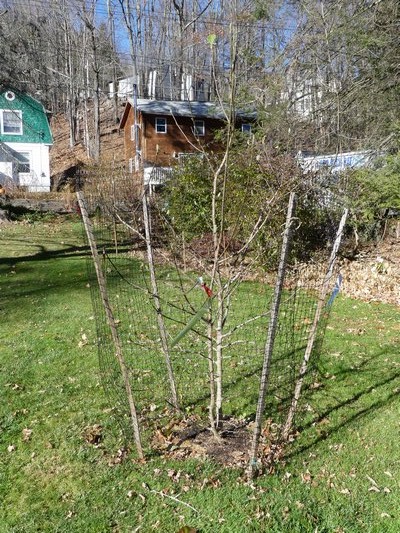 To protect this young magnolia and its delicious buds from deer browsing, deer fence is installed on slightly outward-angled posts. The flash tape is another line of defense. ANDREW MESSINGER