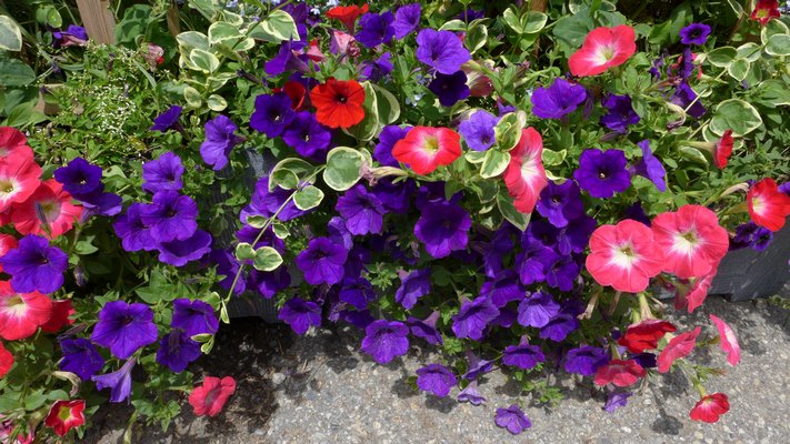 A mix of annual foliage and flowers. The purple flowers are cascade or trailing type petunias but the red flowers that look like petunias are actually Calibrachoa a newer annual that tolerates full sun and high temperatures.  ANDREW MESSINGER