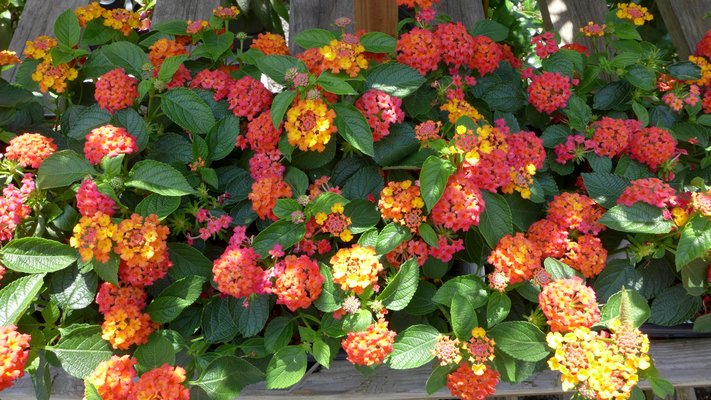 Lantana is another tropical perennial that we treat as an annual. It’s heat and drought (easy on the water) tolerant and comes in a variety of colors as a short pant or trailing plant. Its one down side is that it seems to be a magnet for spider mites. This variety is "Flame." ANDREW MESSINGER