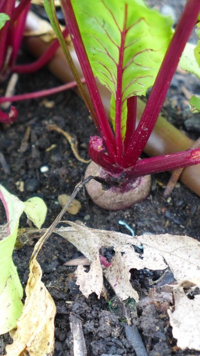 One good sign that a beet is ready is when you can see its red shoulder pushing out of the ground. As long as it’s a red beet. Other beets, other colors.  ANDREW MESSINGER