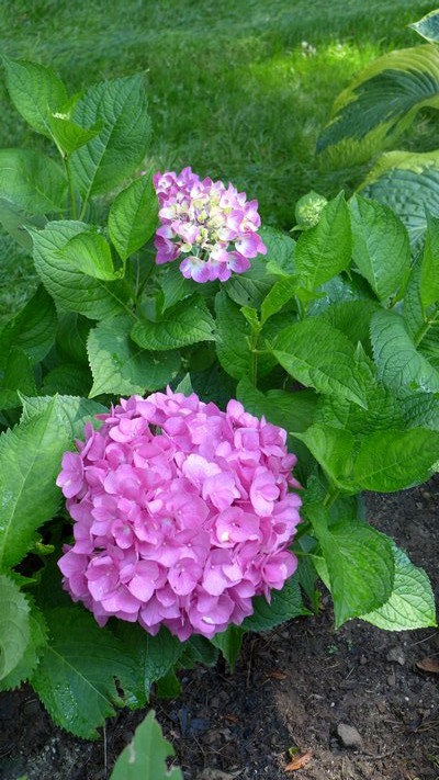 Hydrangea "Let’s Dance Rave" produces large pink to violet flowers on short plants that are extremely hardy and are summer rebloomers. ANDREW MESSINGER
