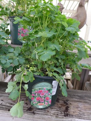 This spring blooming columbine “Aquilegia Clementine Red” was recently spotted at a garden center with a price tag of $20. The plant is 2 years old and ready to flower once planted, but …. ANDREW MESSINGER