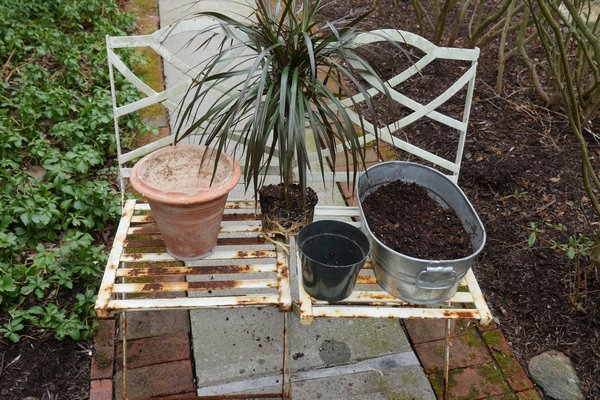 All the needed elements for repotting—a new, 7 ½-inch-diameter terra-cotta pot, at left, the pot-bound (note encircling roots) Dracaena maginata, and enough moistened potting soil to work with. ANDREW MESSINGER