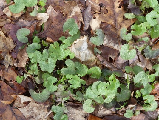 Garlic mustard is a biennial. These are the leaves of 2-year-old plants that will flower in May. They are easily pulled and doing so before they flower means no seeds left behind for next year.ANDREW MESSINGER photos ANDREW MESSINGER