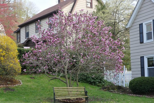 This unidentified magnolia never seems to be subject to frost or freeze damage because it blooms about two weeks later than the other magnolias in the area. ANDREW MESSINGER