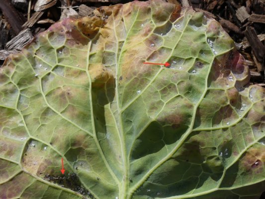 An over-wintered Brussels sprout plant had lots of tasty sprouts but also aphids (lower left) and whitefly (upper right). The white haze around the whiteflies are egg masses. ANDREW MESSINGER
