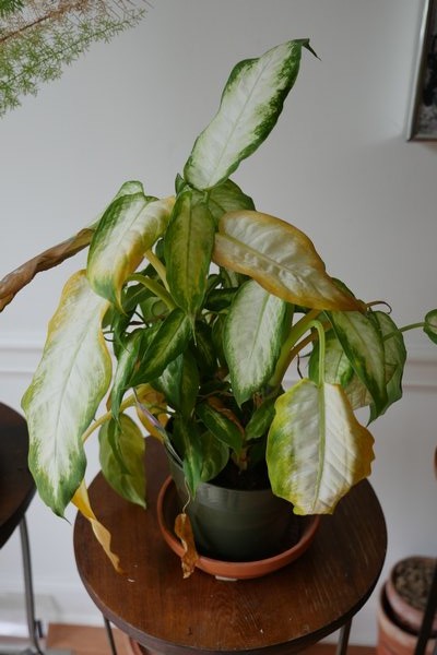 A discount Dieffenbachia done in by mealybugs. The cottony scale can go undetected for months and can take even longer to control, which on an inexpensive plant is hardly worth the effort. ANDREW MESSINGER