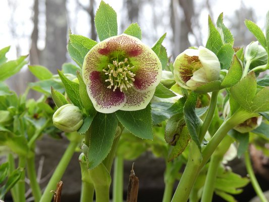 Probably the hybrid Confetti Cake or a close relative, this speckled, single-flowering hellebore blooms in early- to mid-April. ANDREW MESSINGER