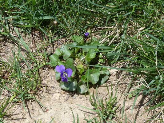 One man’s weed and another woman’s wildflower. A wild violet establishes itself in a open spot where lawn turf isn’t growing. Once established violets can be very difficult to control.   ANDREW MESSINGER