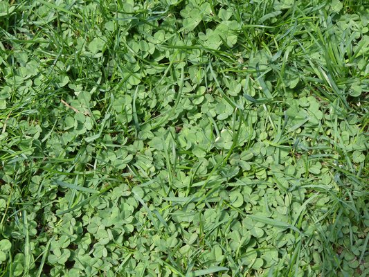 White clover can be found in many lawns as seen here. Objectionable to some and not others since it’s a nitrogen fixing legume is can add fertility to the soil but when stressed it can brown and leave open spots.