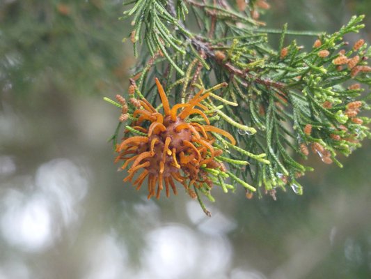 A pair of cedar apple rust galls erupt with telial projections as the disease begins to go through itǯs early spring phase.  ANDREW MESSINGER