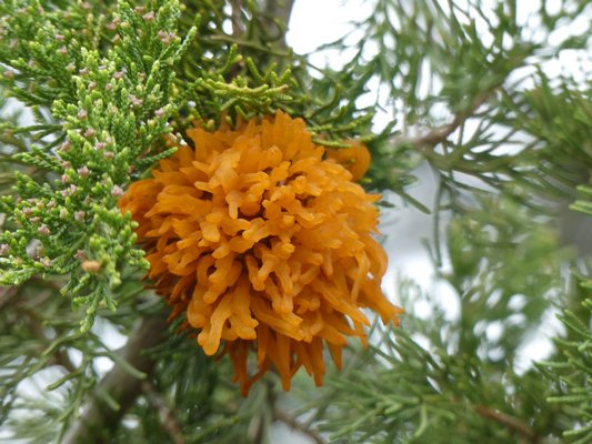 As the cedar apple rust gelatinous mass swells the golf ball sized tentacle sphere can even begin to ooze and drip on warm, moist days.  ANDREW MESSINGER