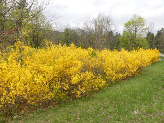 This 150 foot long forsythia hedge hides the house behind it from the highway with itǯs flowering display. As the flowers fade the foliage sets in providing a dense screen until late fall. About a quarter of the "canes" are pruned back each year to keep the hedge dense.   ANDREW MESSINGER