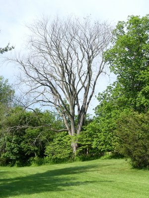 An American Elm with a trunk diameter of nearly four feet never leafs out in the spring. Do trees die of old age? Was is Dutch Elm disease. How do you figure it out?     ANDREW MESSINGER