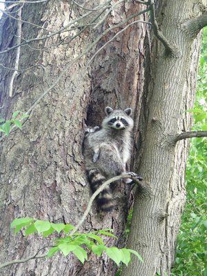 A mother and raccoon kit peer from the hollow of an old maple tree. Raccoons will feast on ripe tomatoes, melons and corn as well as other ripe vegetables and fruits. They’ll also help turn your compost pile. Mothers never nest in the same spot twice. ANDREW MESSINGER