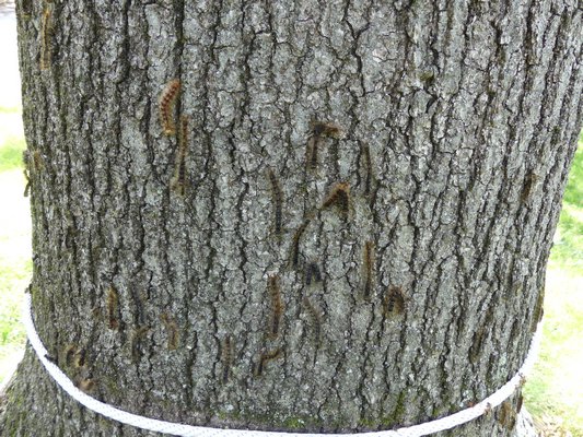 Above the clothes line stretched around this oak trunk are various gypsy moth caterpiilers killed by a fungus infection. ANDREW MESSINGER