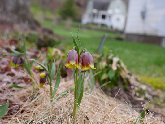 Fritillaria michailovskyi is a smaller frit, growing to about 8 inches and flowering in mid-April. ANDREW MESSINGER