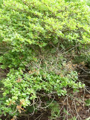 Azaleas should be pruned early to mid-summer. By removing the deadwood seen in the center, new shoots can be encouraged to sprout. And by removing the deadwood, it won’t be confused with winter damage next spring.  ANDREW MESSINGER