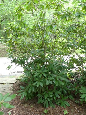 This 8-foot rhododendron has been selectively pruned over several years to encourage new growth from the bottom while slowly removing thinning growth from the top. This practice rejuvenates the shrub while retaining its character.  ANDREW MESSINGER