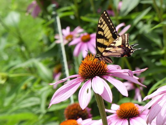 A tiger swallowtail sipping on a purple coneflower. Of the more than 700 perennials in my garden, the butterflies seem to be most drawn to a patch of coneflowers that’s only about 45 square feet. ANDREW MESSINGER