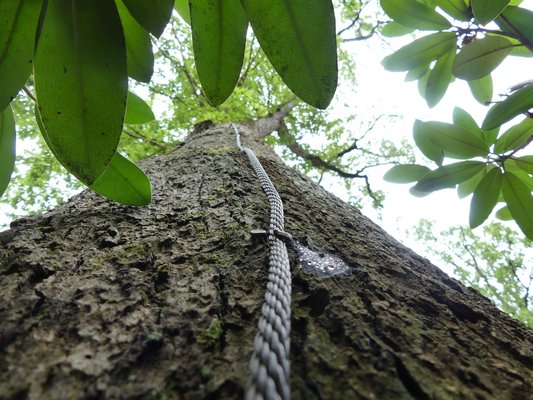 A look up a 90-foot tree trunk following a copper grounding cable to the highest point in the tree where lightning can strike and be directed into the ground, where it is dissipated, instead of down the tree truck. ANDREW MESSINGER