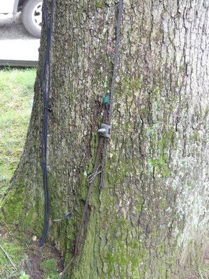 At the base of this 90-foot-tall tree, the lightning arrestor cable is bonded with a bolt and clamp to the grounding cable the continues into the ground where it’s attached to a grounding rod that goes deep into the ground. Protection like this not only protects the tree but since the tree is much higher than the nearby buildings it provides protection to these buildings as well. ANDREW MESSINGER