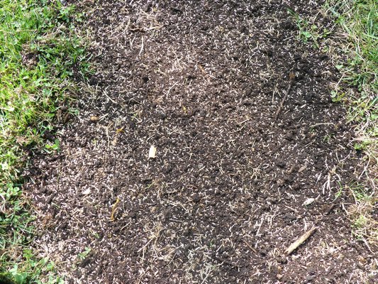 With some screened compost mixed in, the patch is seeded. In this case the seed mix is 40 percent bluegrasses, 50 percent ryegrasses and 10 percent fescue. In all, six different varieties were used in this blend.  ANDREW MESSINGER