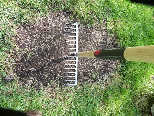 When the seed has been sown it needs to be tamped to make sure it’s in contact with the soil. In this case the flat side of the tine rake is used as the tamper but rollers or tampers can also be used. The tamper must be dry or the grass seed will stick to it.  ANDREW MESSINGER