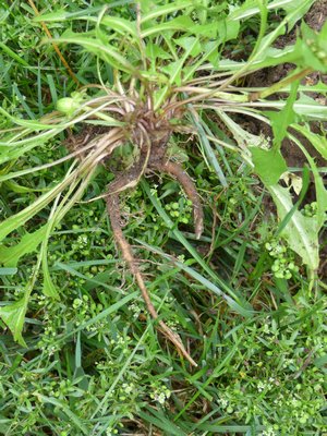 When hand pulling dandelions, it’s critical to get the root out. As a perennial weed, leaving the root in the ground, or even a section of it, virtually guarantees its return next year. ANDREW MESSINGER