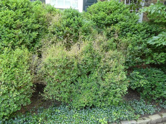 Boxwood blight damage was rampant last summer and will probably return this summer. There is no cure, but some fungicides will mask the disease. Resistance to this disease is questionable, and it’s not recommended to plant or transplant boxwoods. ANDREW MESSINGER