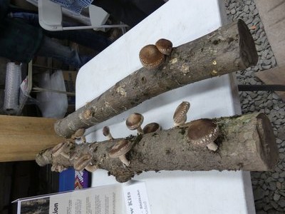 Found at a farmers market: Shitake-inoculated logs that will produce mushrooms for as long as 2 years. $25 per log. Something you can easily do at home with the right log wood and mushroom spores.  ANDREW MESSINGER