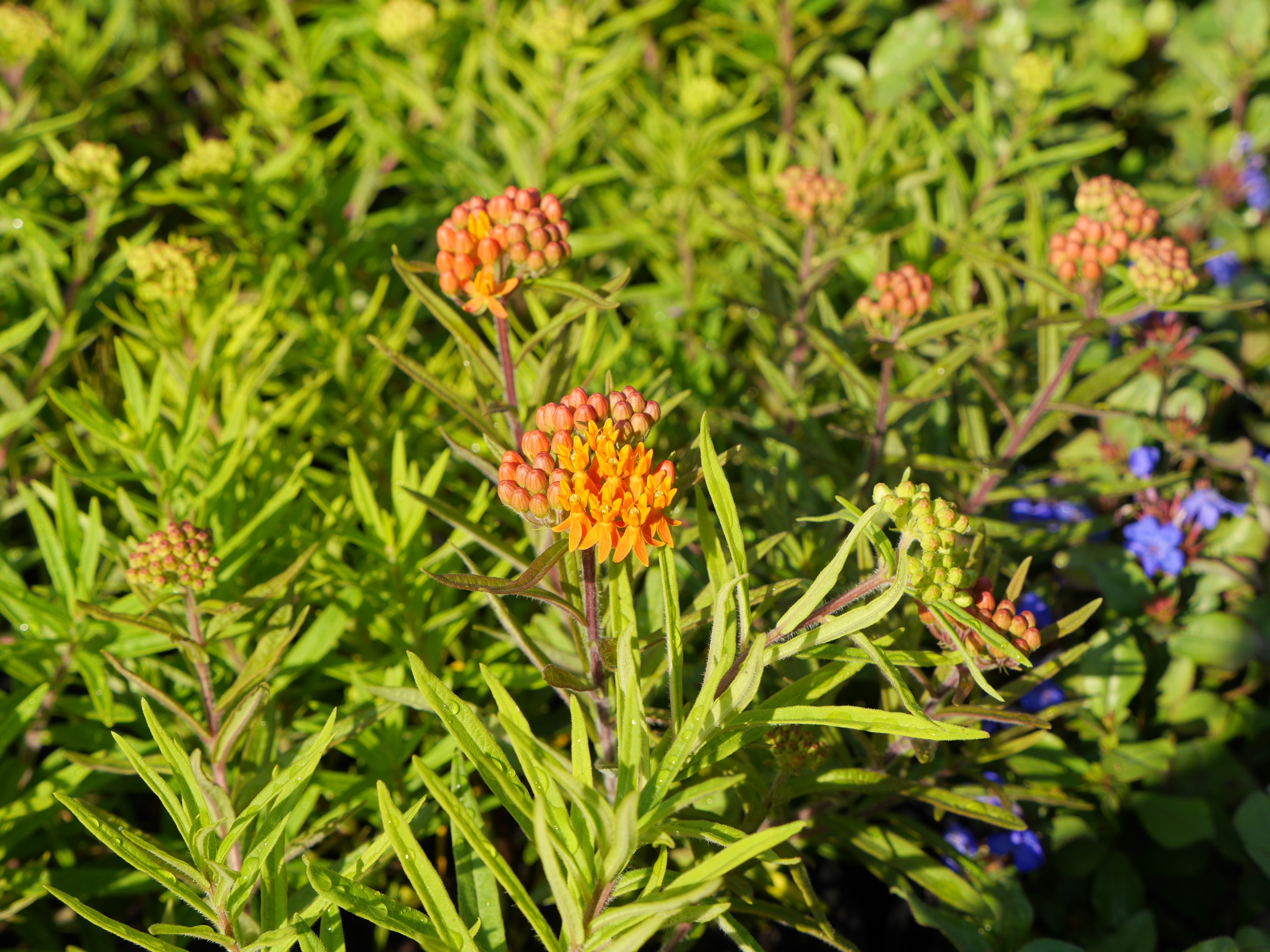 Asclepias tuberosa or butterfly weed is critical to the survival of the monarch butterfly. Local garden centers were sold out earlier this summer, but mature plants like these are now in stock at many outlets . ANDREW MESSINGER ANDREW MESSINGER